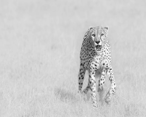 Cheetah