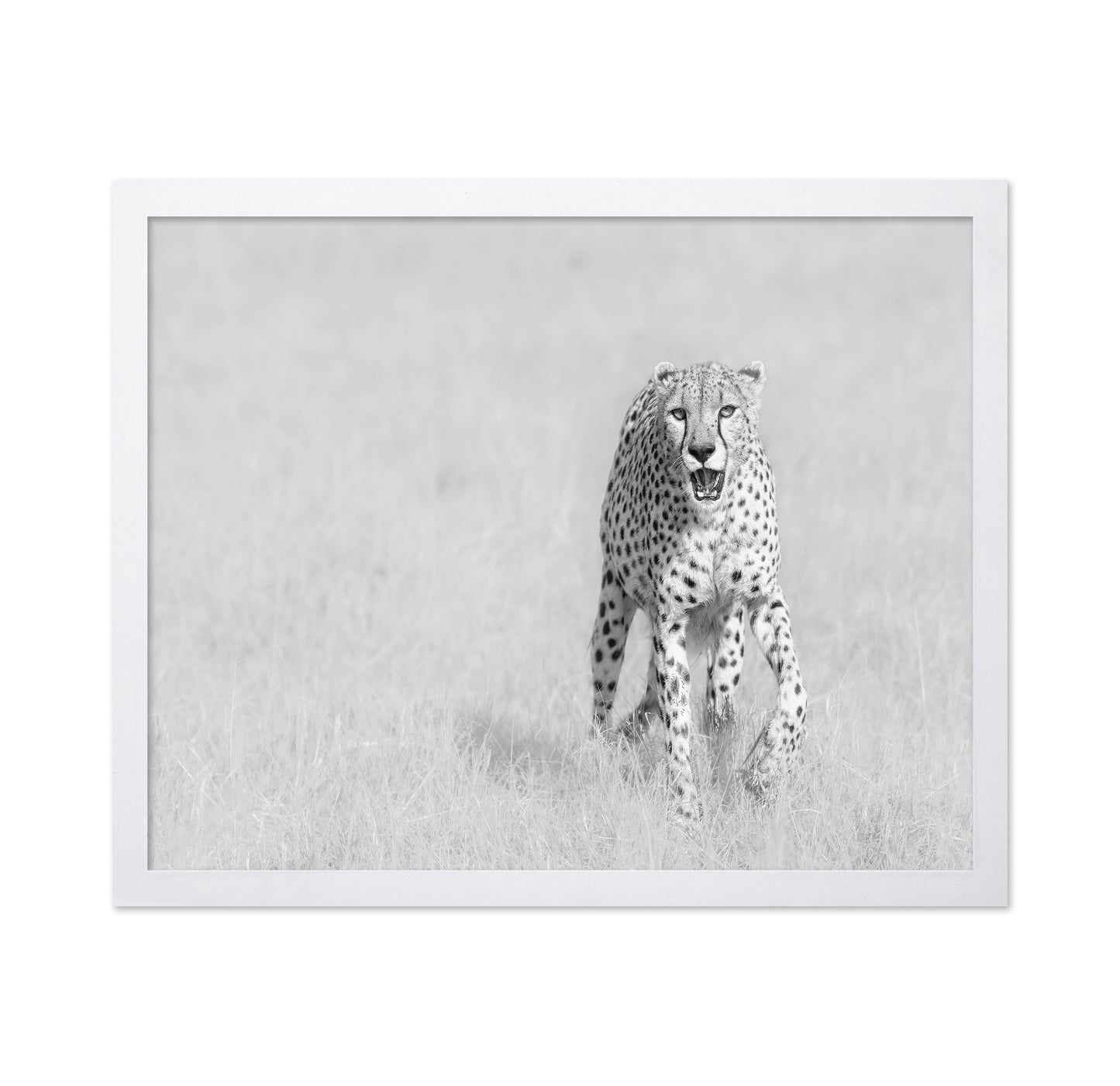 Cheetah