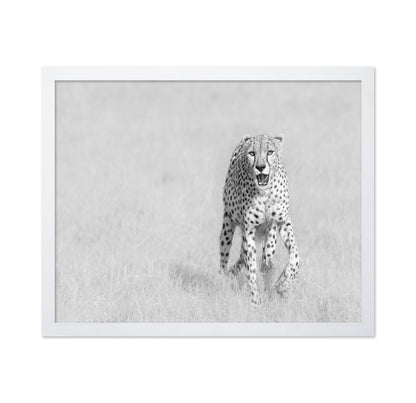 Cheetah