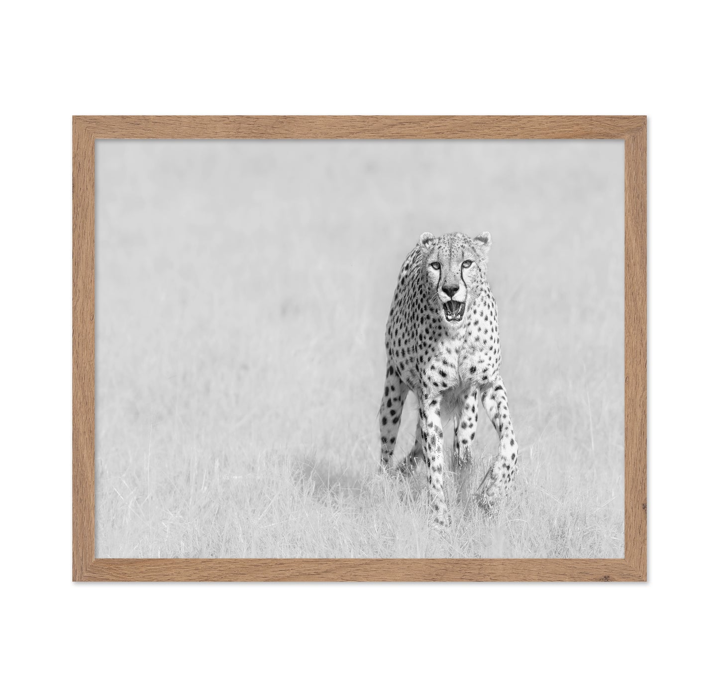Cheetah