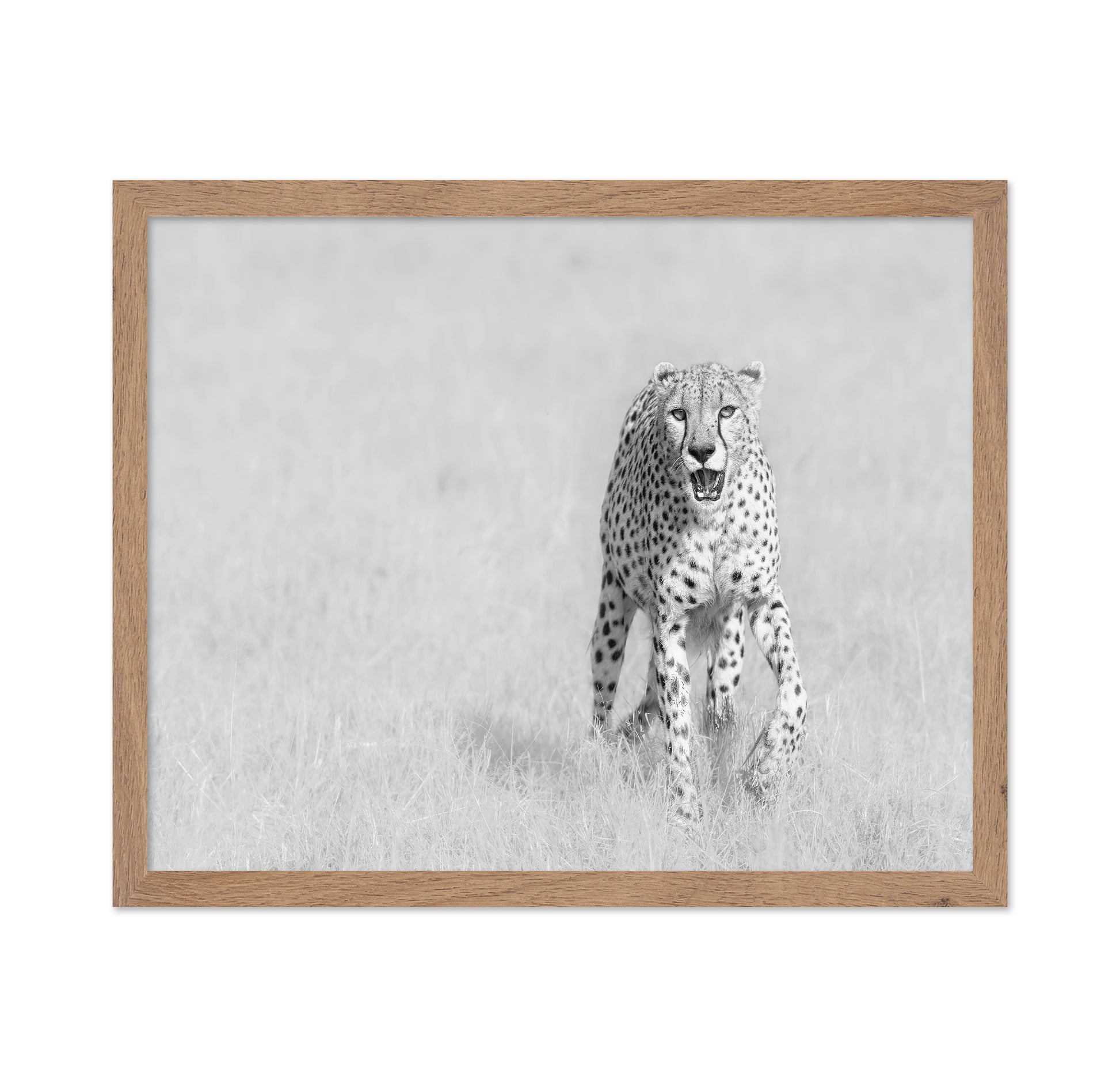 Cheetah