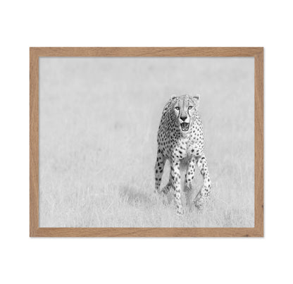 Cheetah