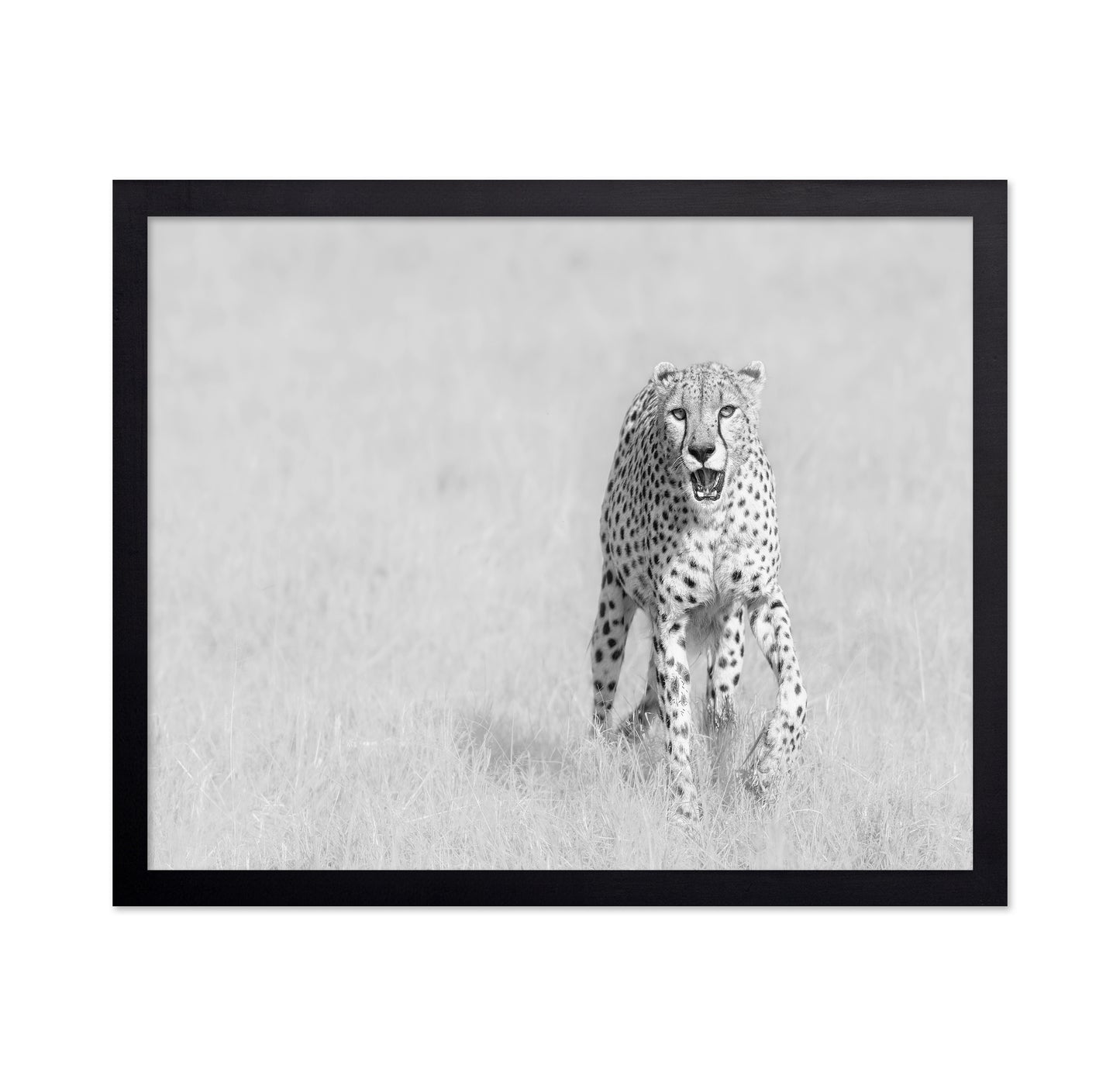 Cheetah