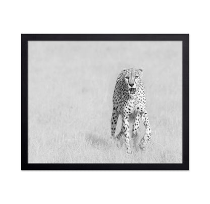 Cheetah