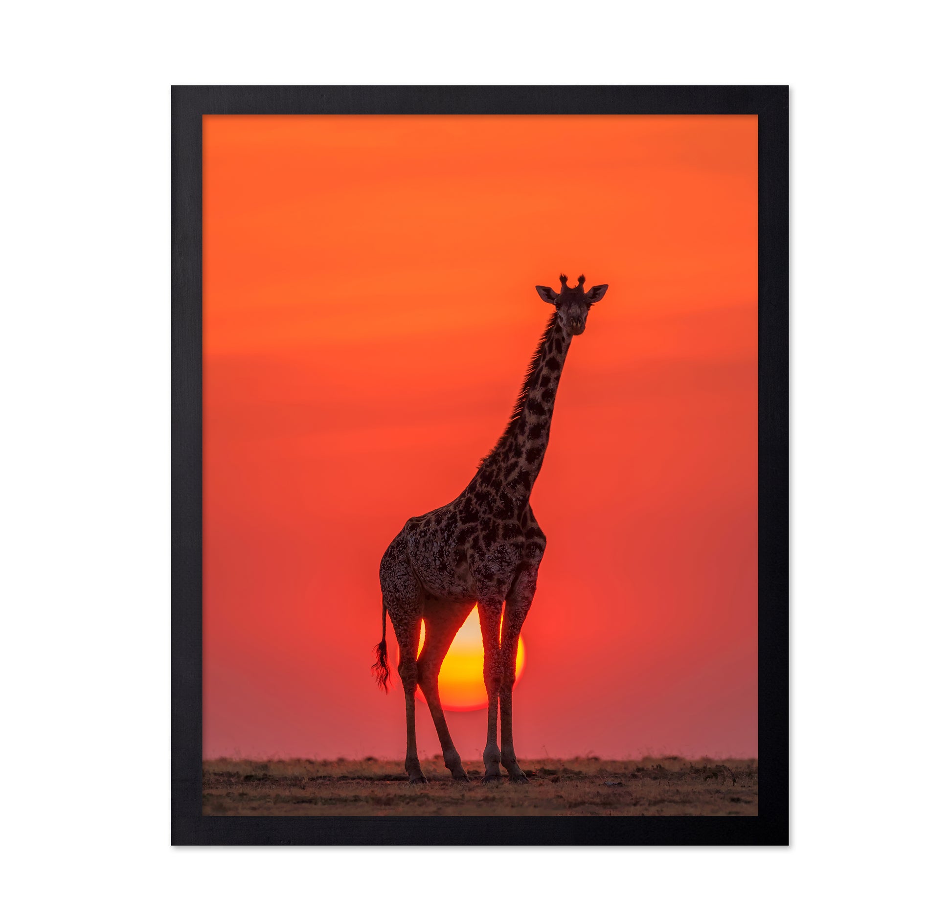 Sunset Giraffe