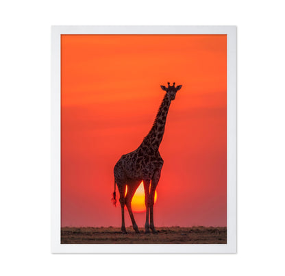 Sunset Giraffe
