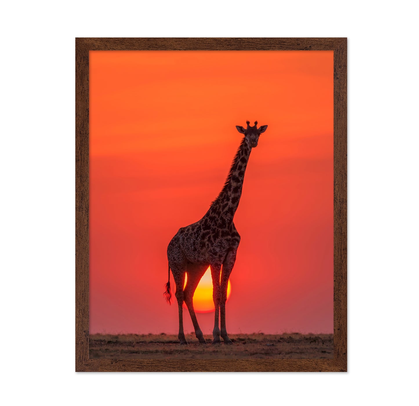 Sunset Giraffe
