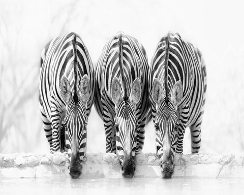 Drinking Zebra