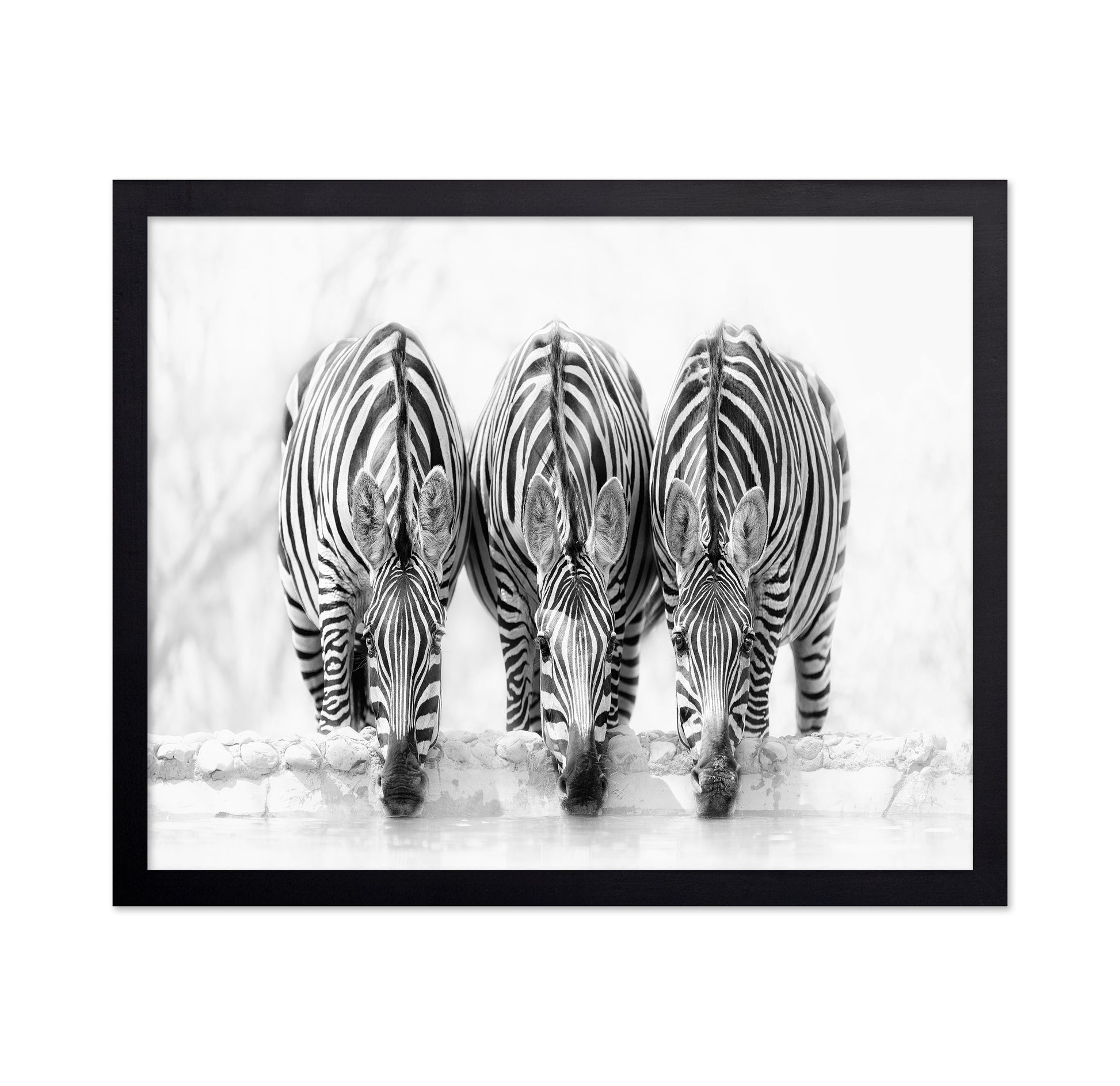 Drinking Zebra