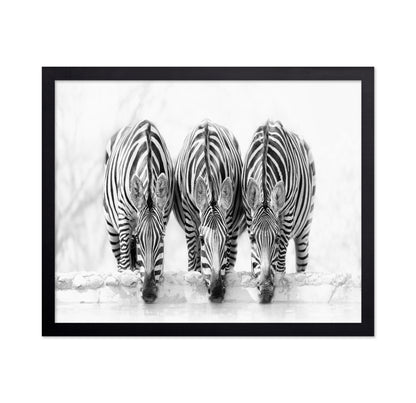 Drinking Zebra