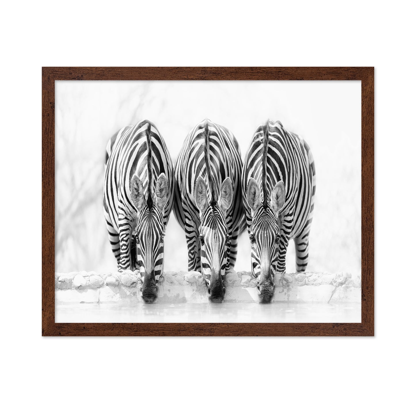 Drinking Zebra