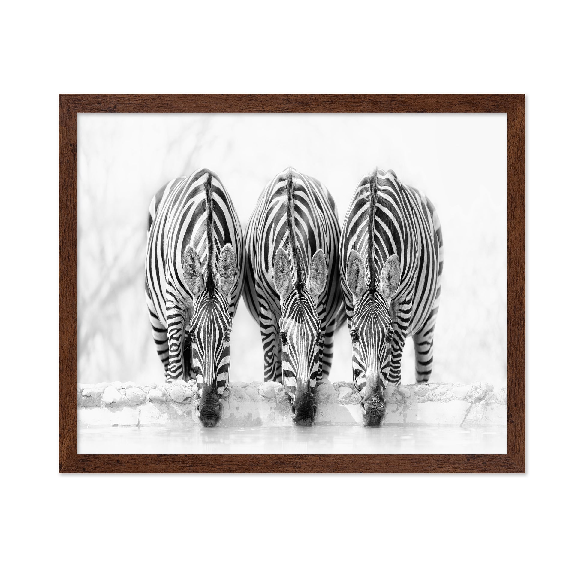 Drinking Zebra
