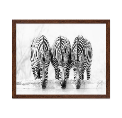 Drinking Zebra
