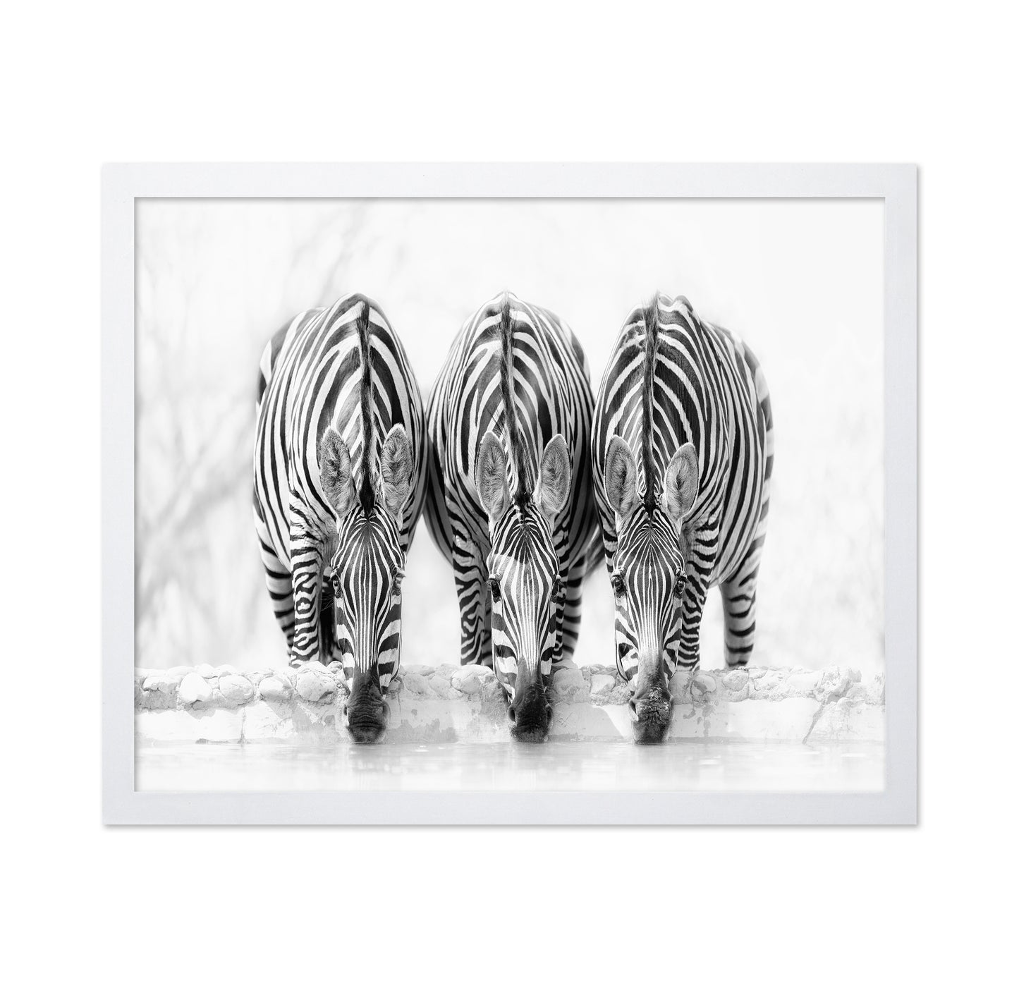 Drinking Zebra