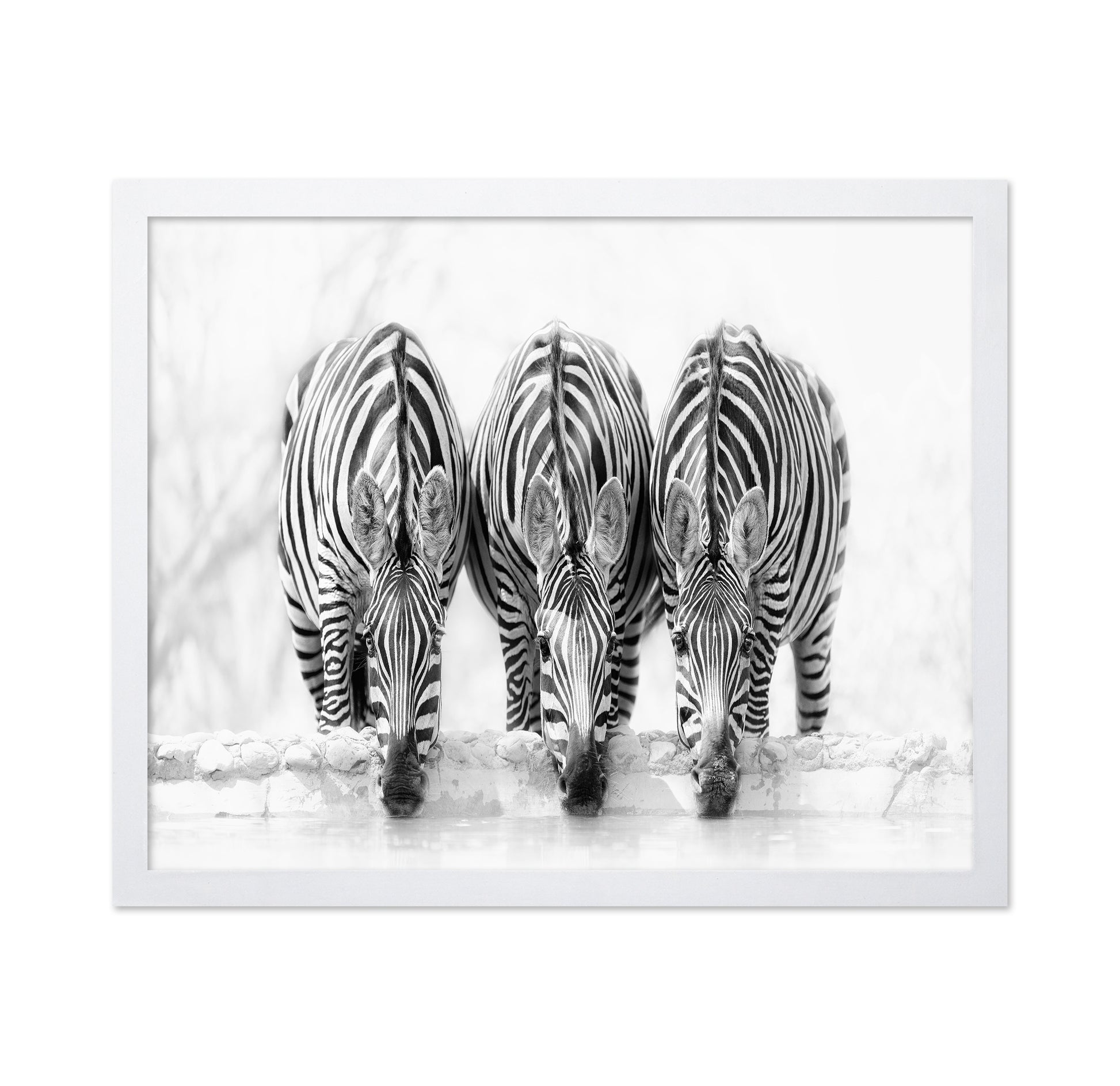 Drinking Zebra