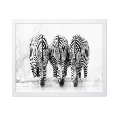 Drinking Zebra