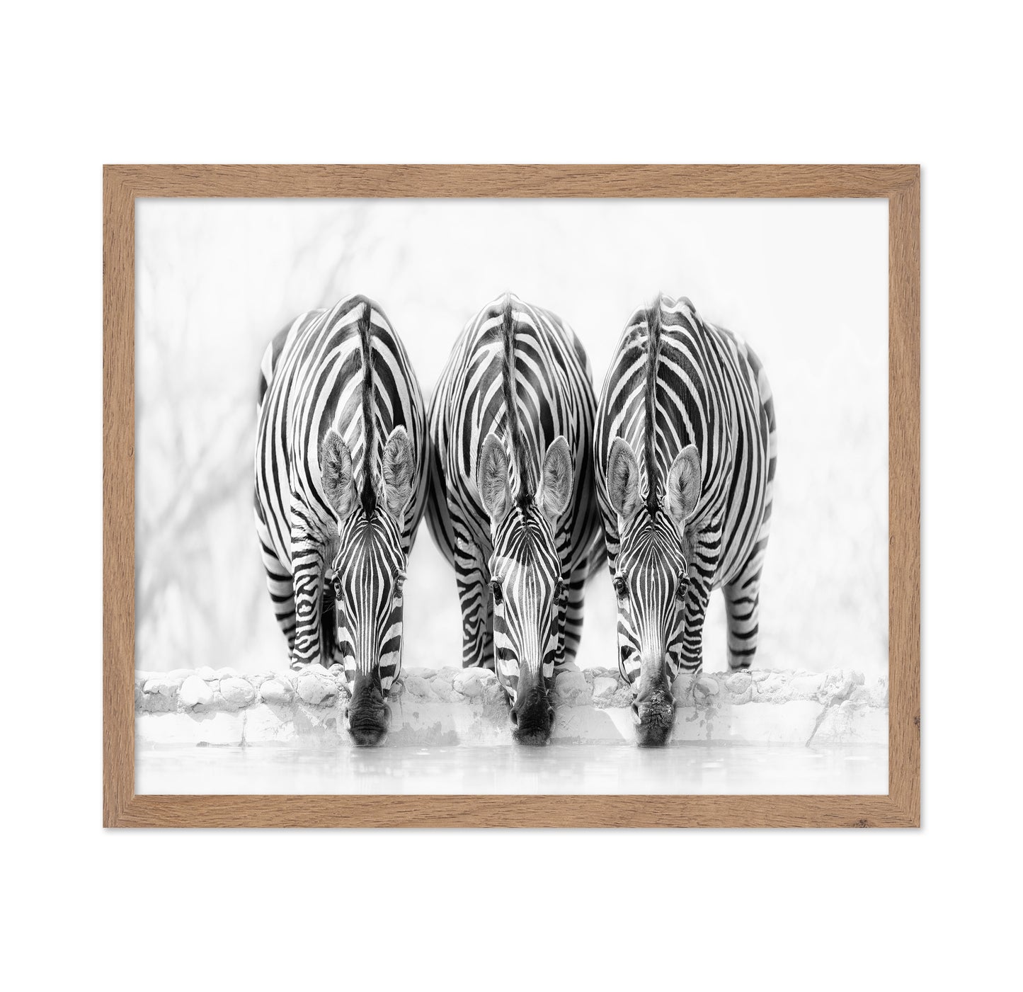Drinking Zebra