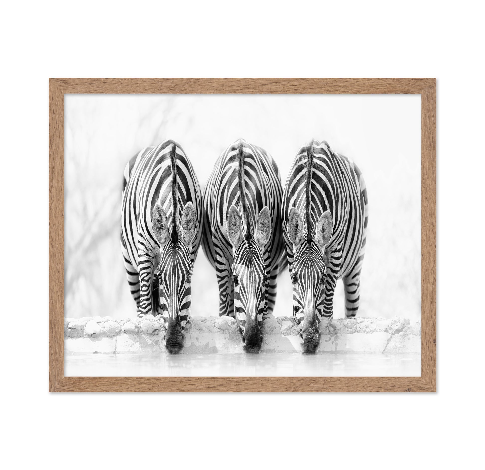 Drinking Zebra