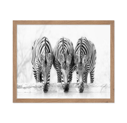Drinking Zebra