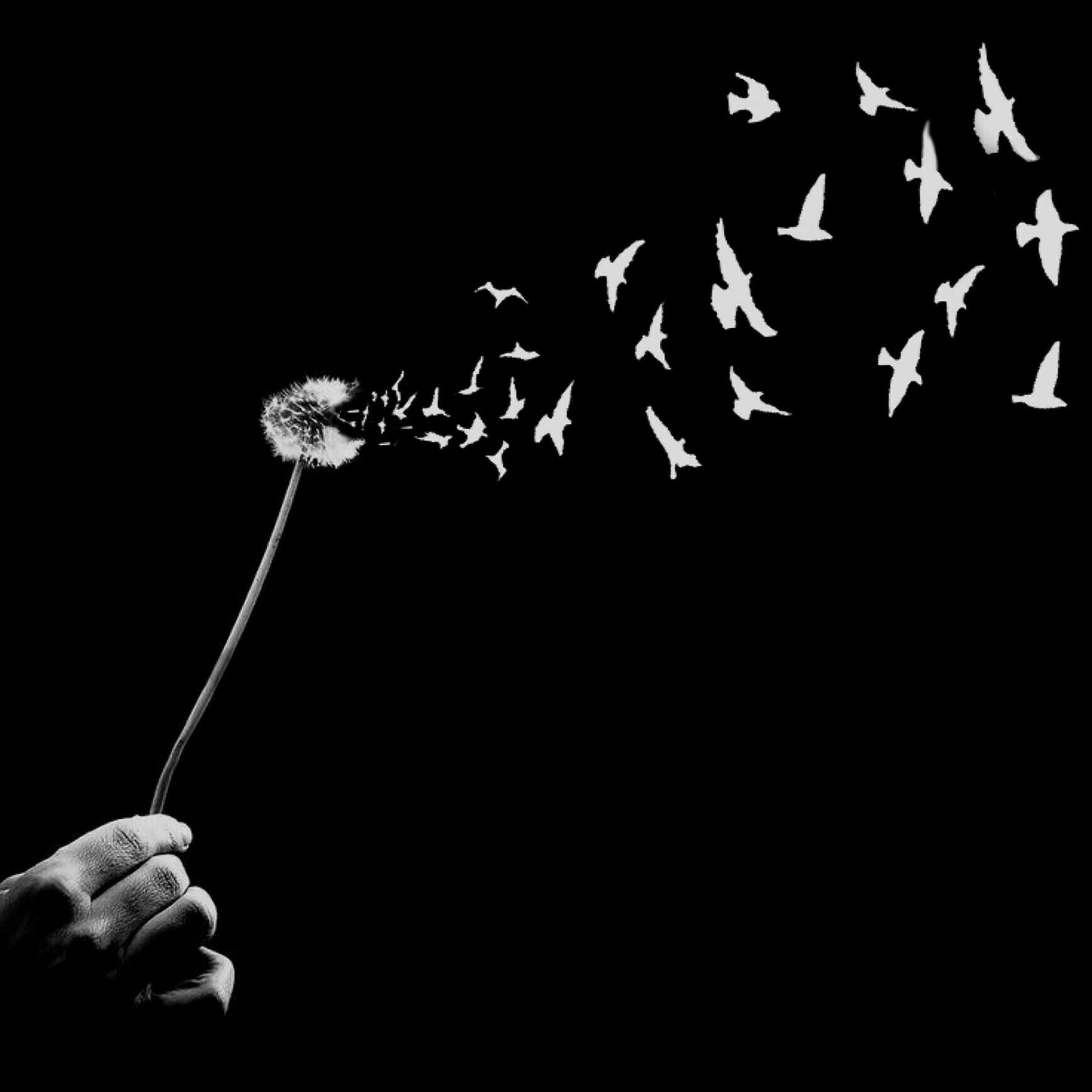 Freedom No 2