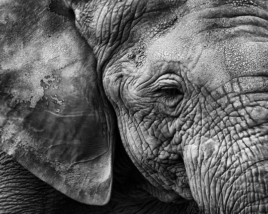 Elephant Skin