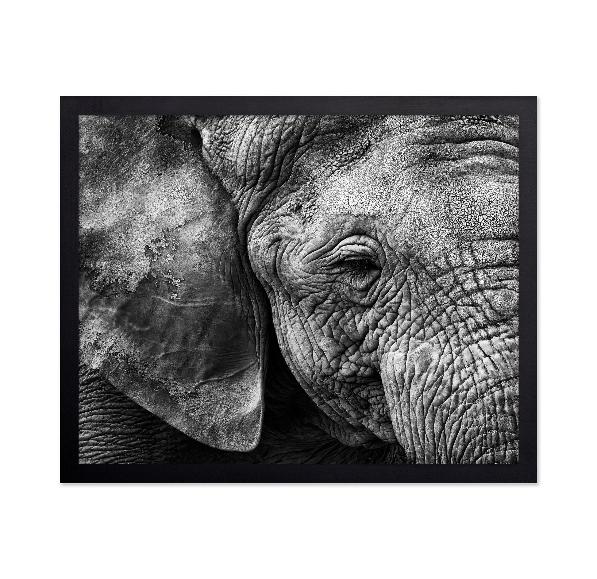 Elephant Skin