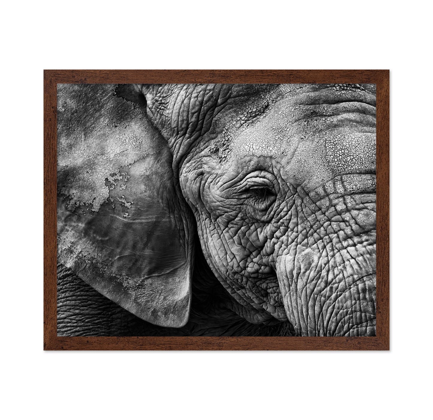 Elephant Skin