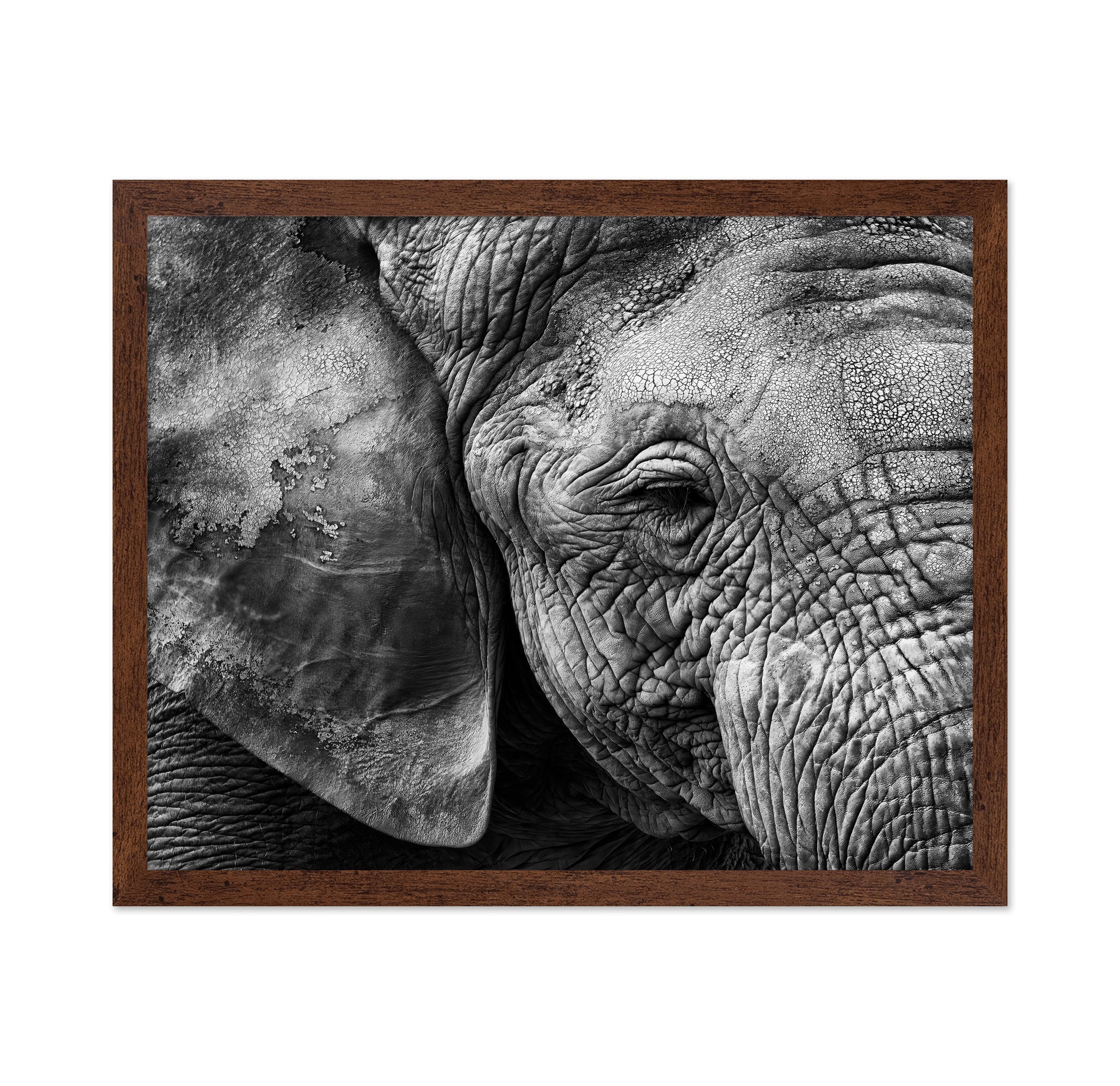 Elephant Skin