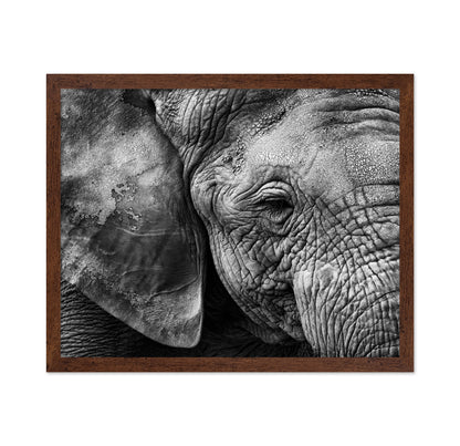 Elephant Skin
