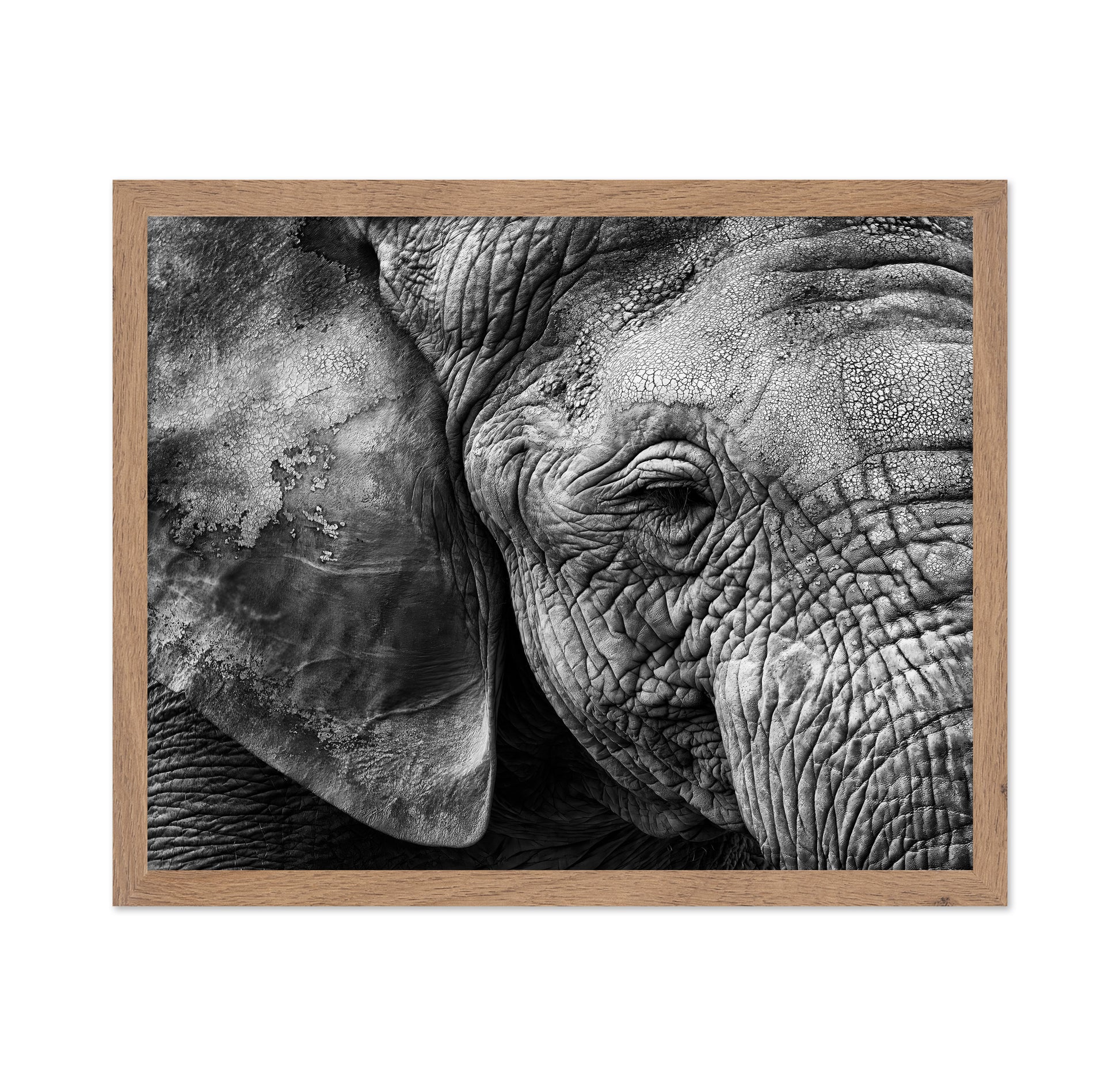 Elephant Skin