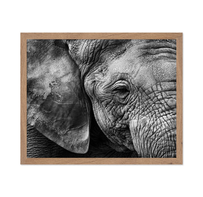 Elephant Skin