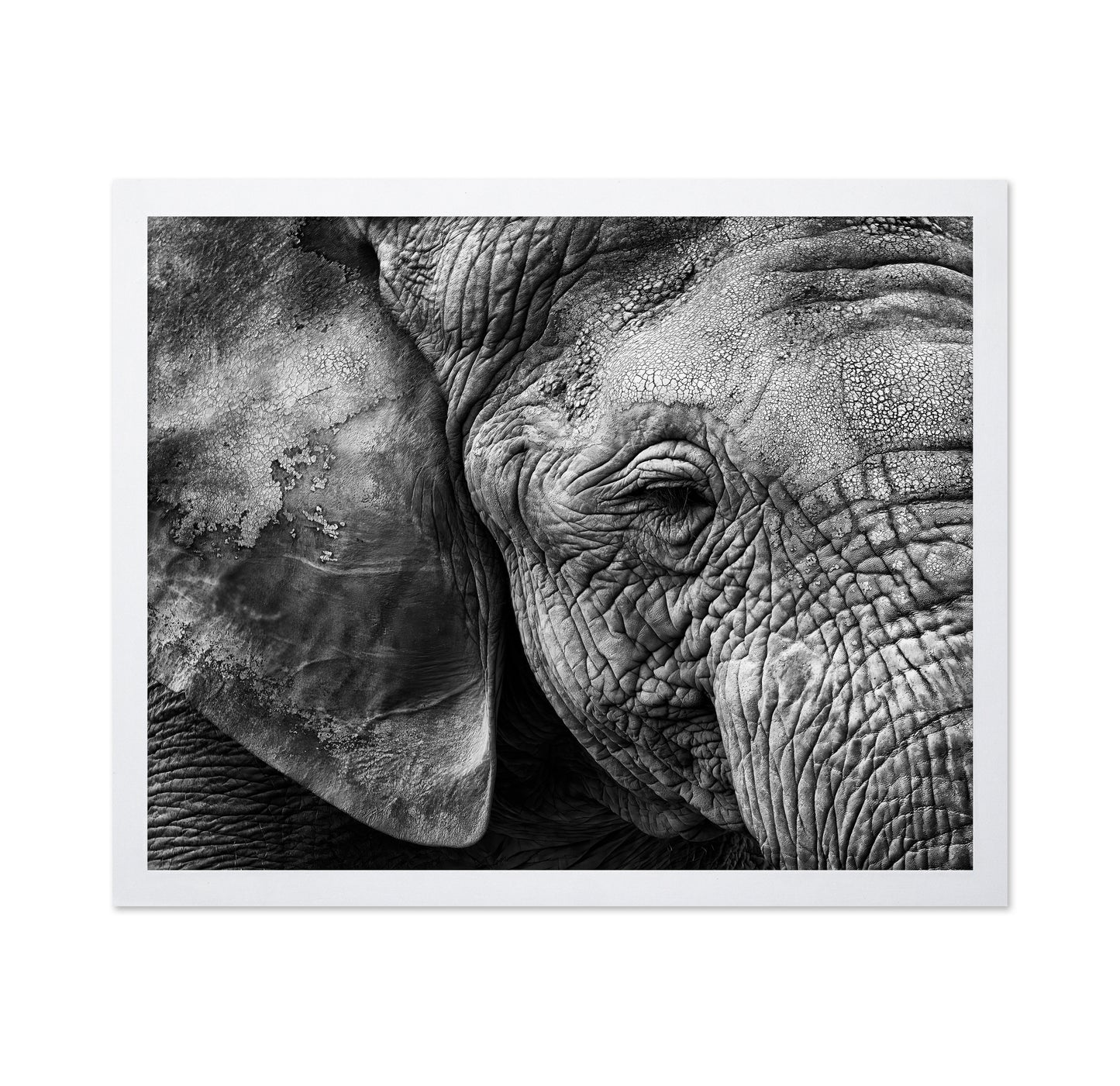 Elephant Skin