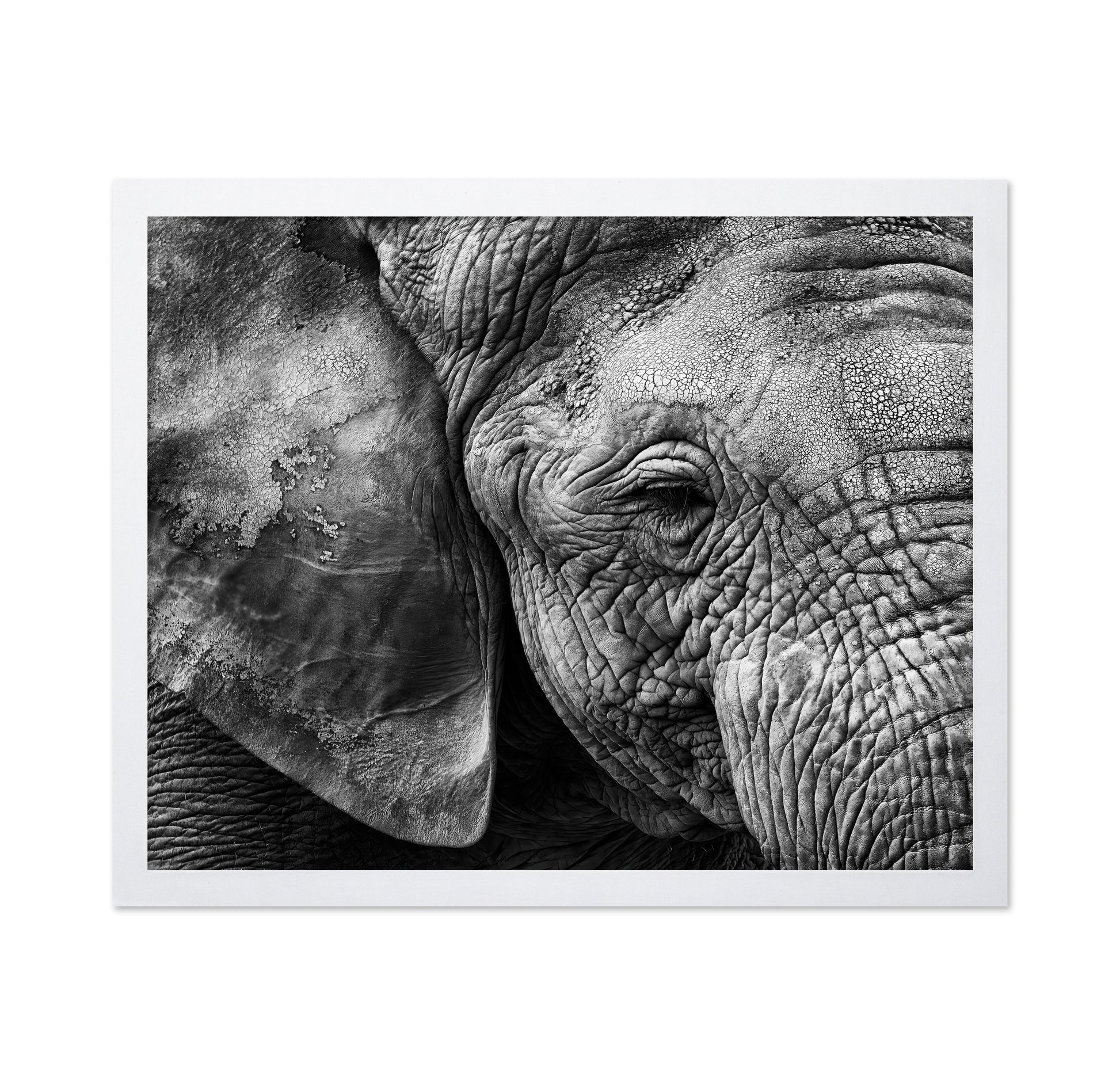 Elephant Skin