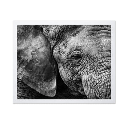 Elephant Skin