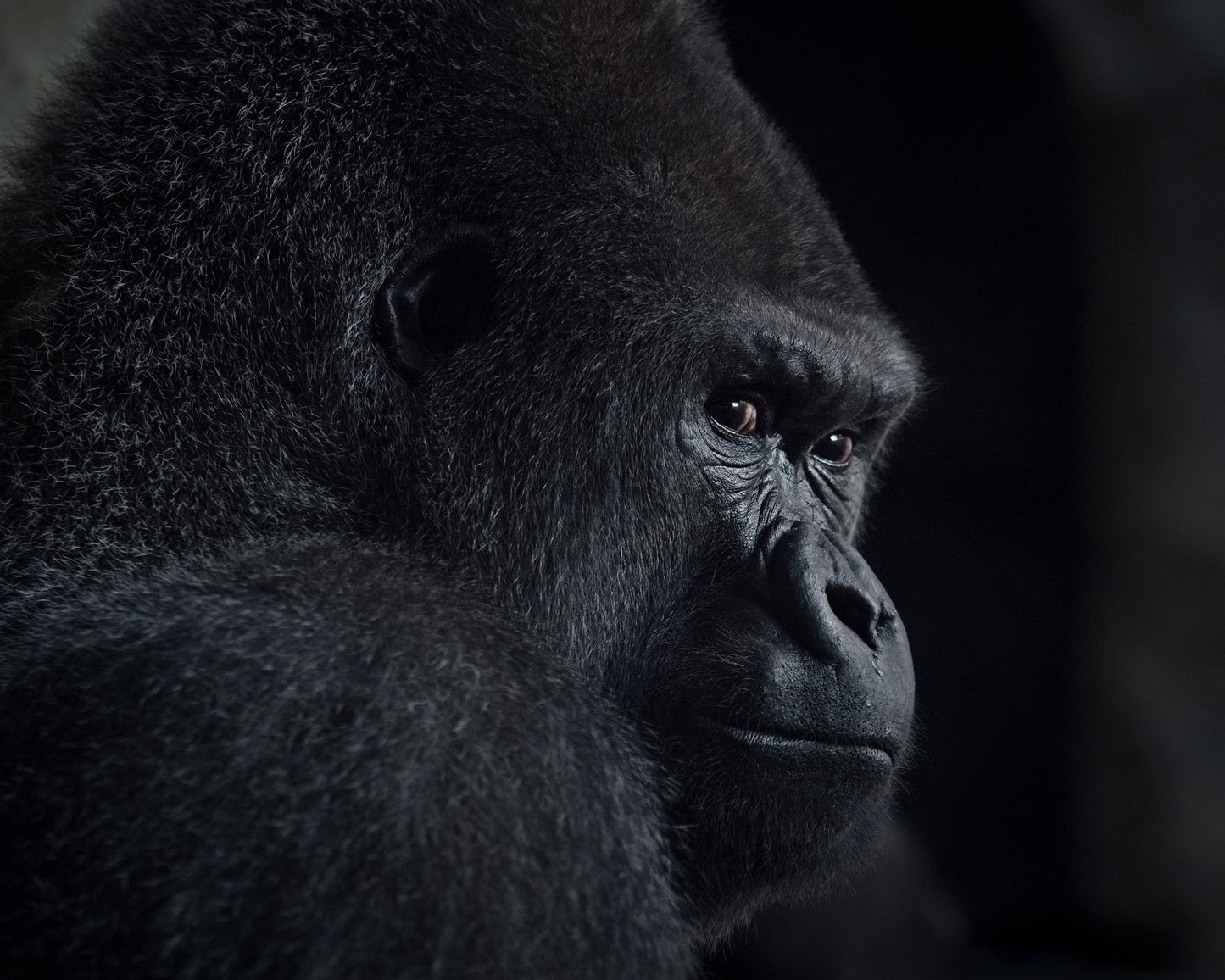 Gorilla Gaze