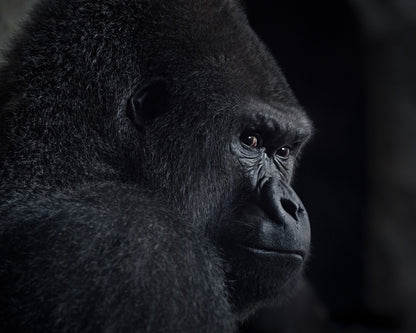 Gorilla Gaze
