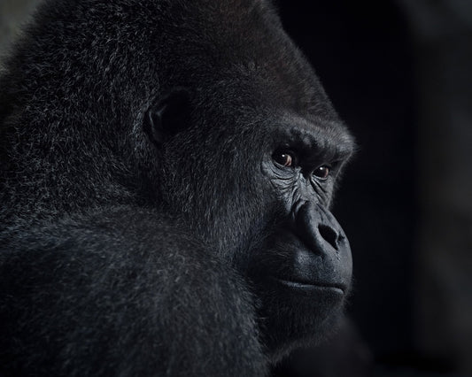 Gorilla Gaze