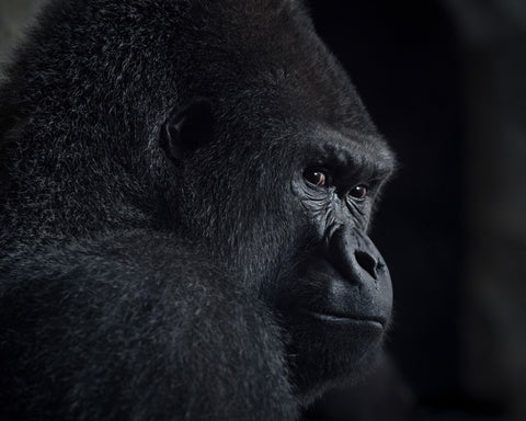 Gorilla Gaze