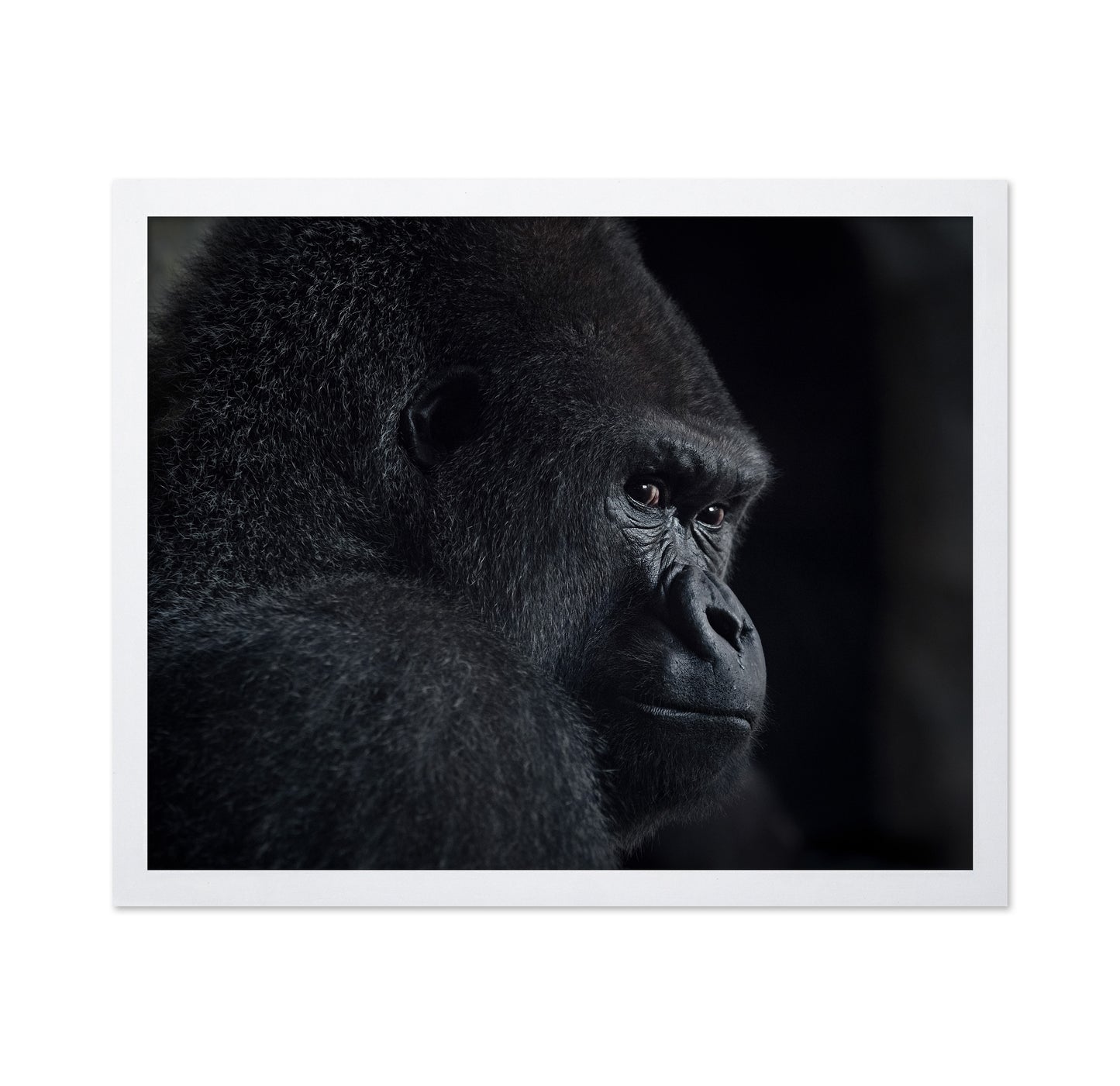 Gorilla Gaze