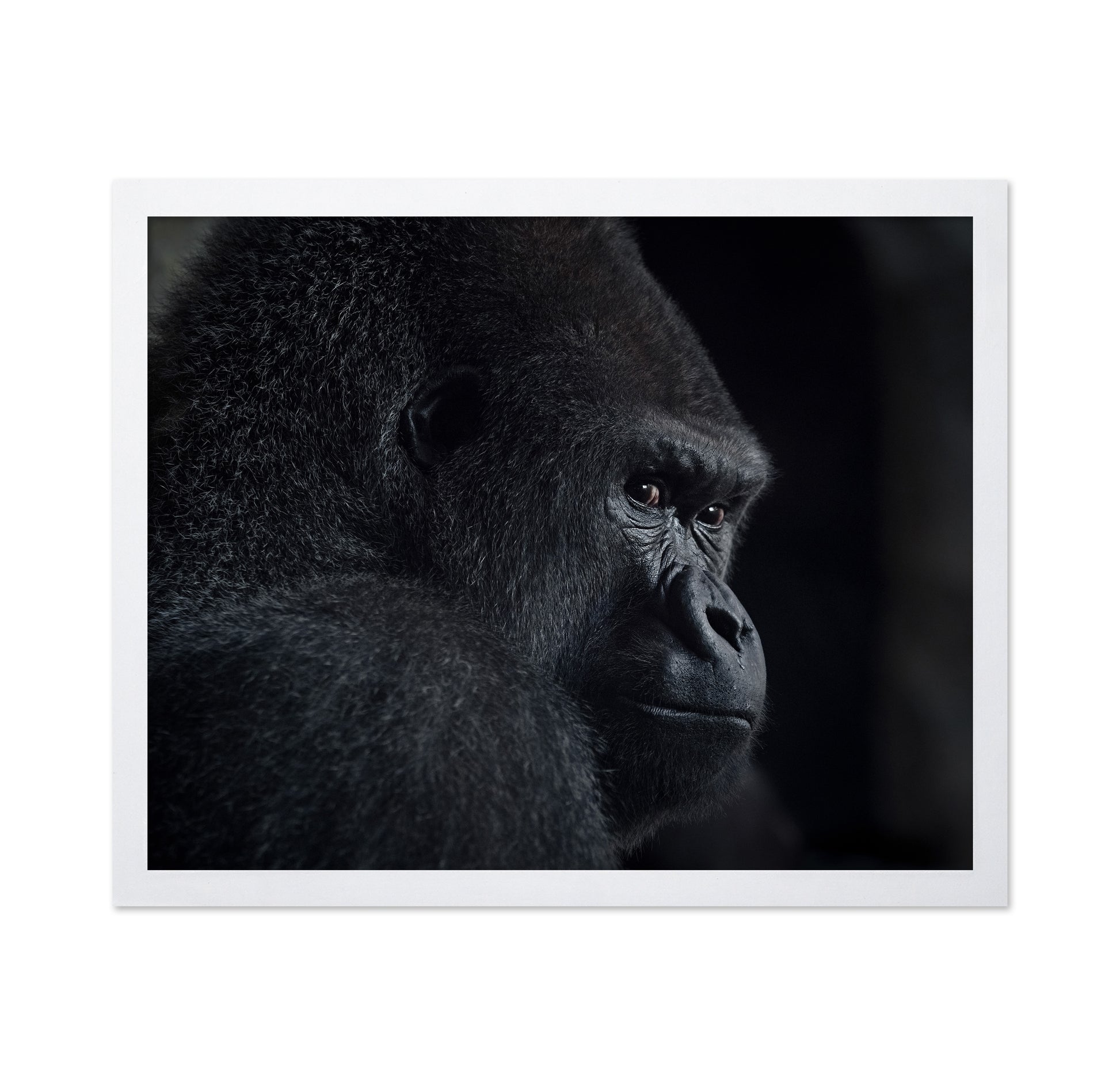 Gorilla Gaze
