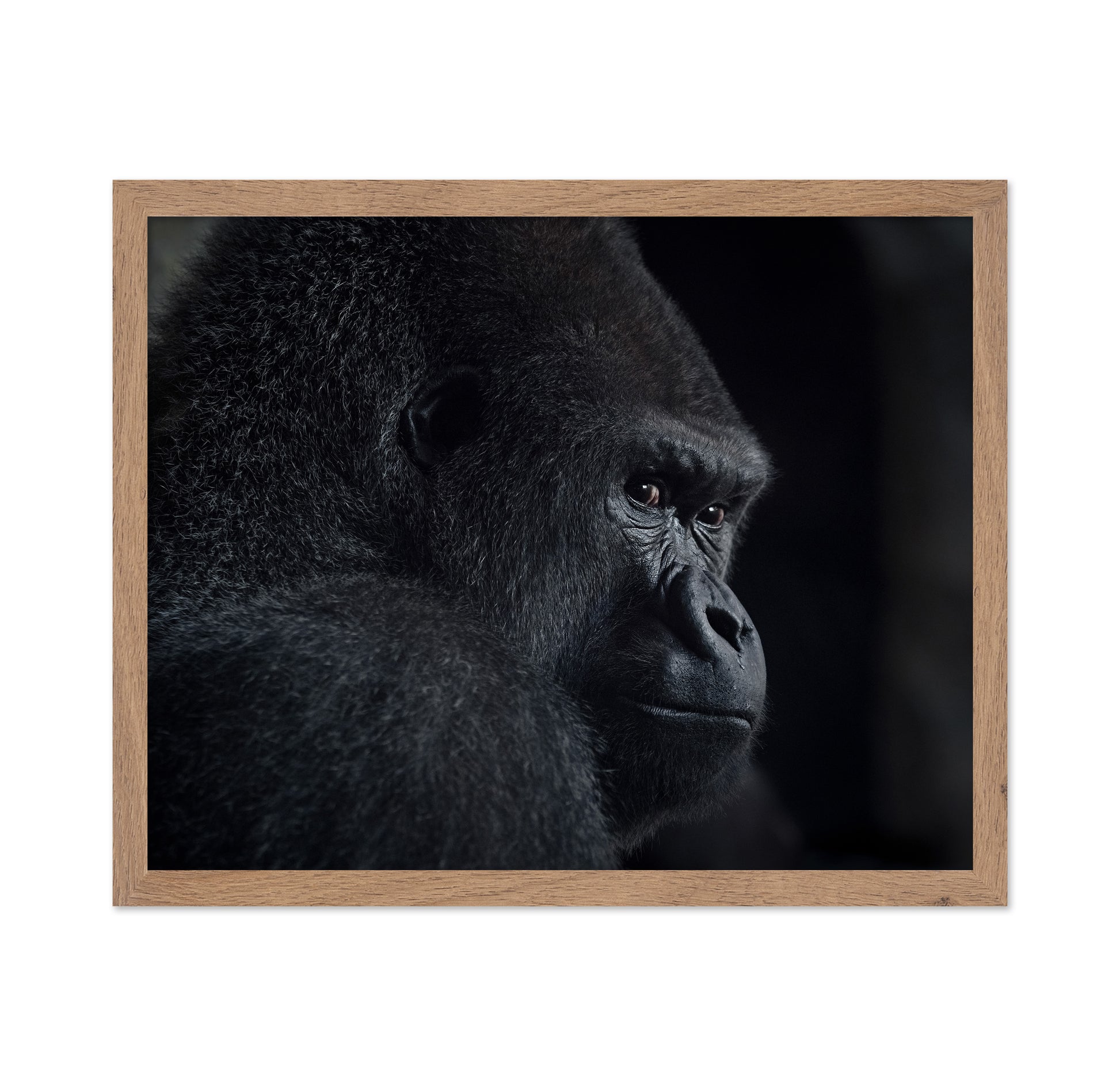 Gorilla Gaze