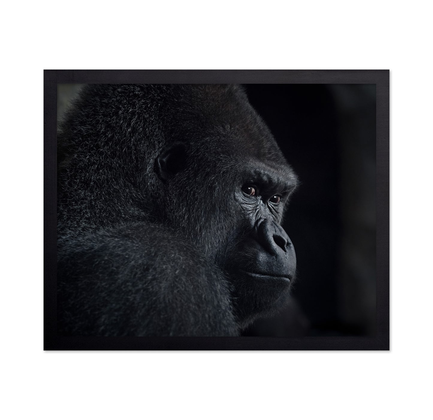 Gorilla Gaze