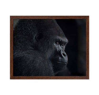 Gorilla Gaze