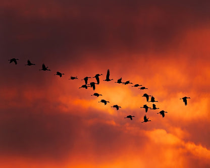 Migratory Birds