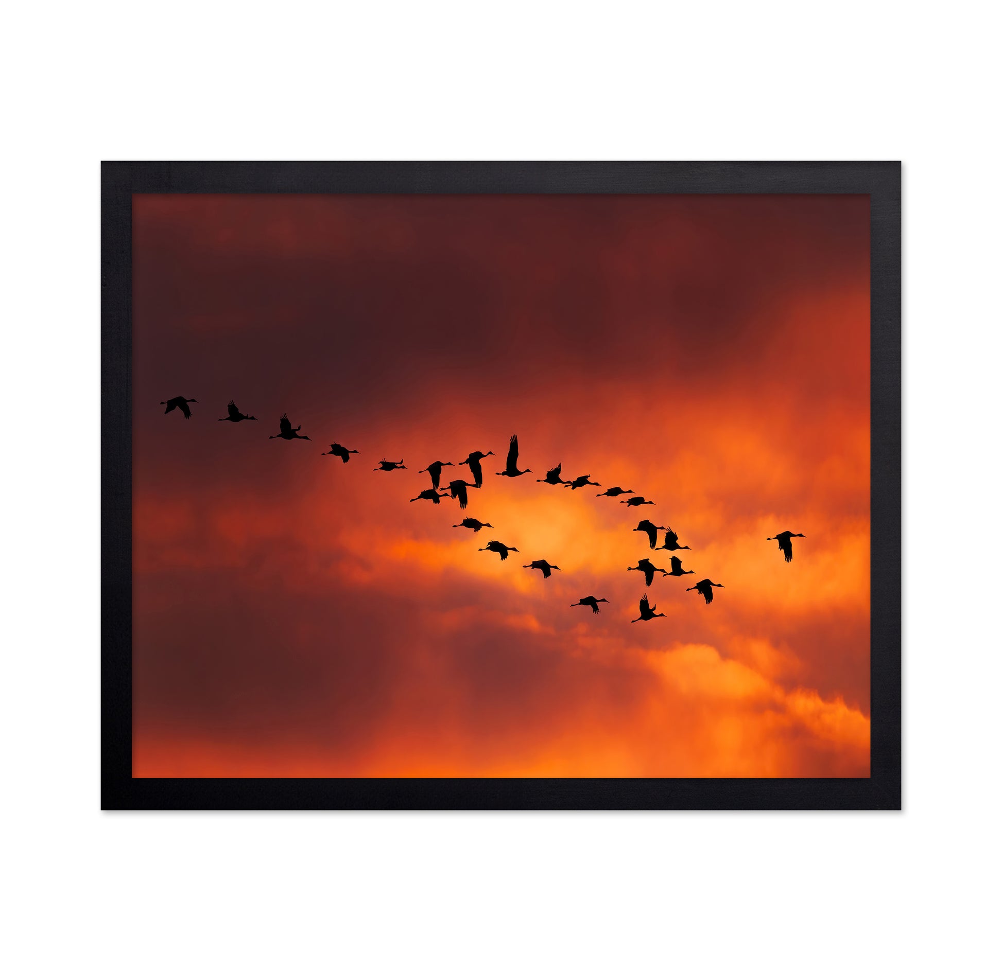 Migratory Birds