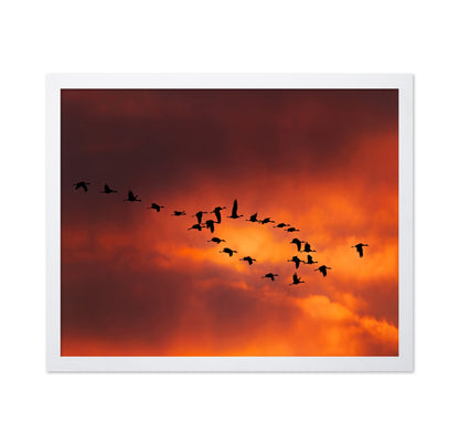 Migratory Birds