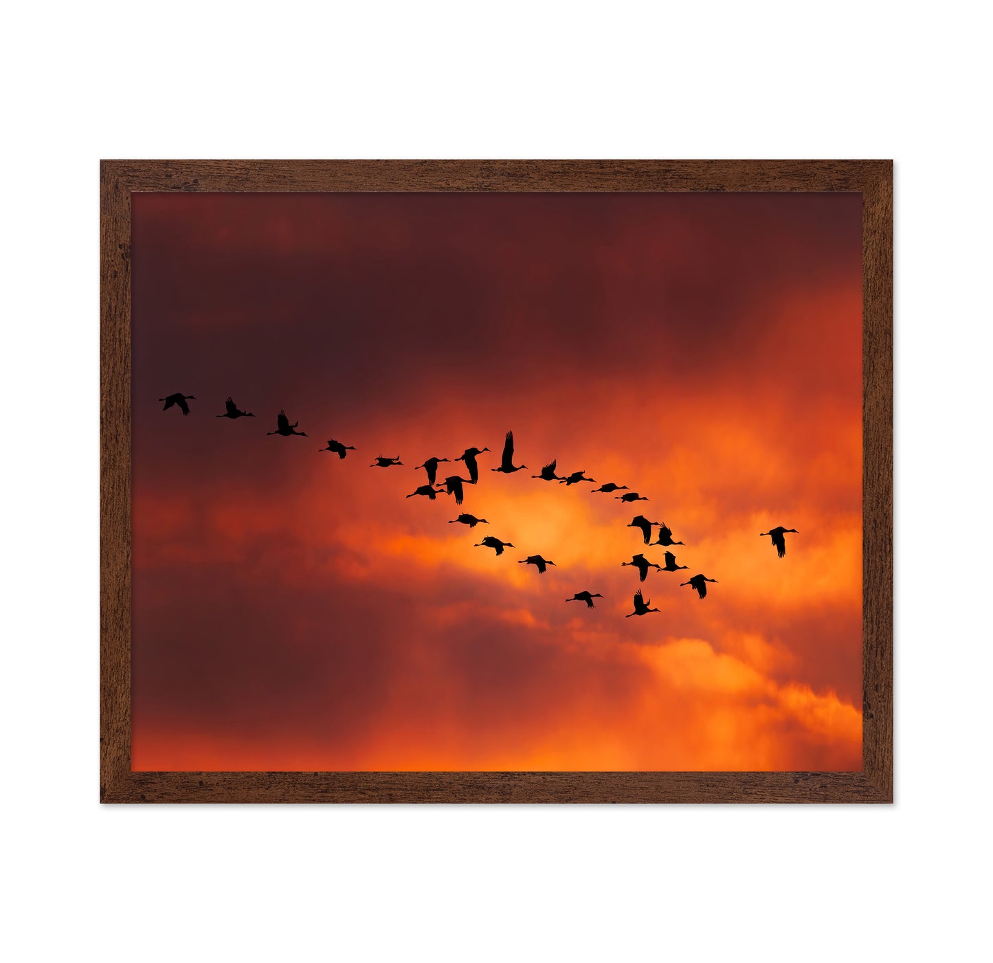Migratory Birds