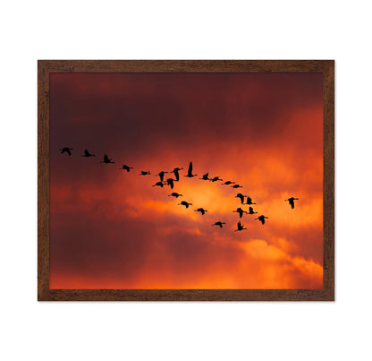 Migratory Birds