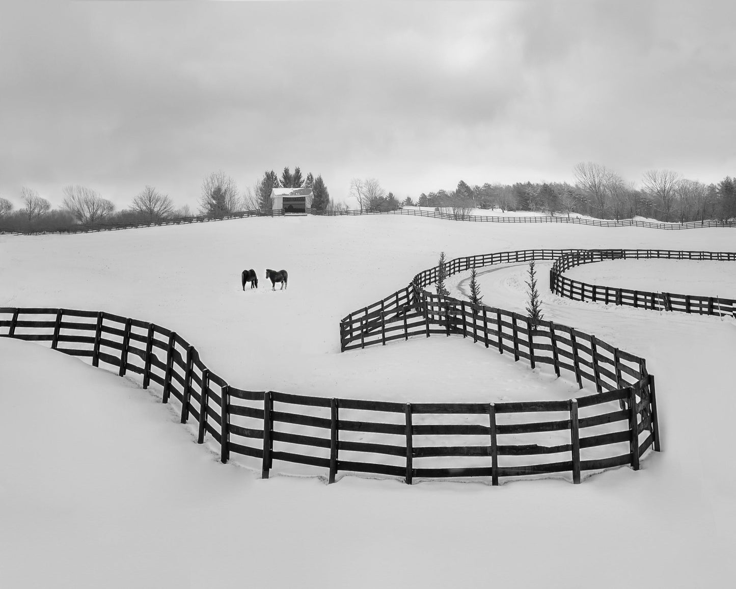 Winter Snake