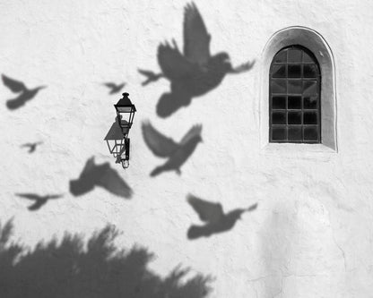 Birds in Shadow